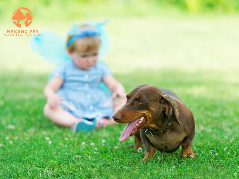 Giống chó lạp xưởng là giống chó dể nuôi, trung thành và thân thiện, bắt chuột rất giỏi